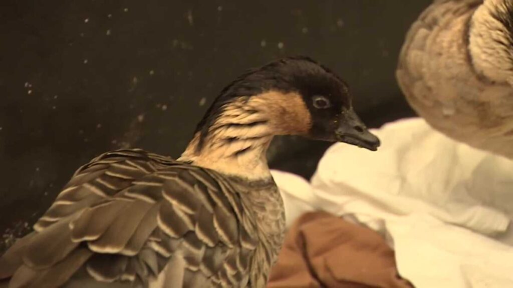 Wildlife experts are surprised to find a small flock of rare geese endemic to Hawaii in a California woman's yard