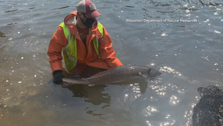 Wildlife officials say prehistoric lake sturgeons are not endangered