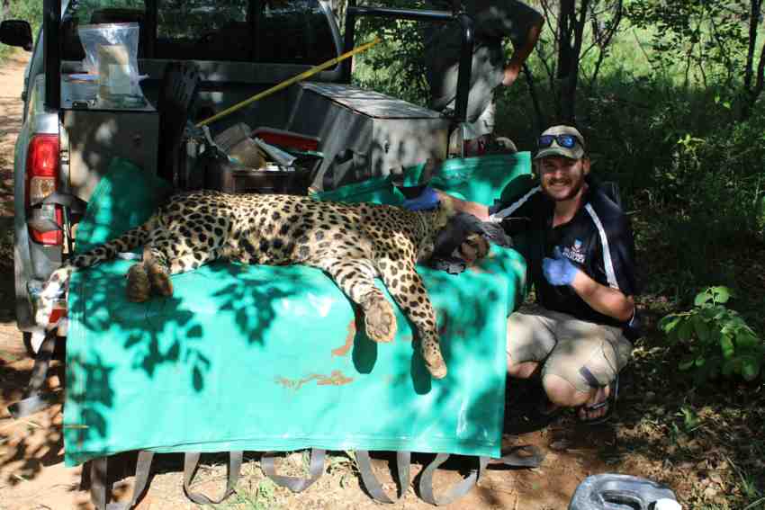 A young man is pictured crouching next to an unconscious leopard lying on the back seat of a utility vehicle in a field