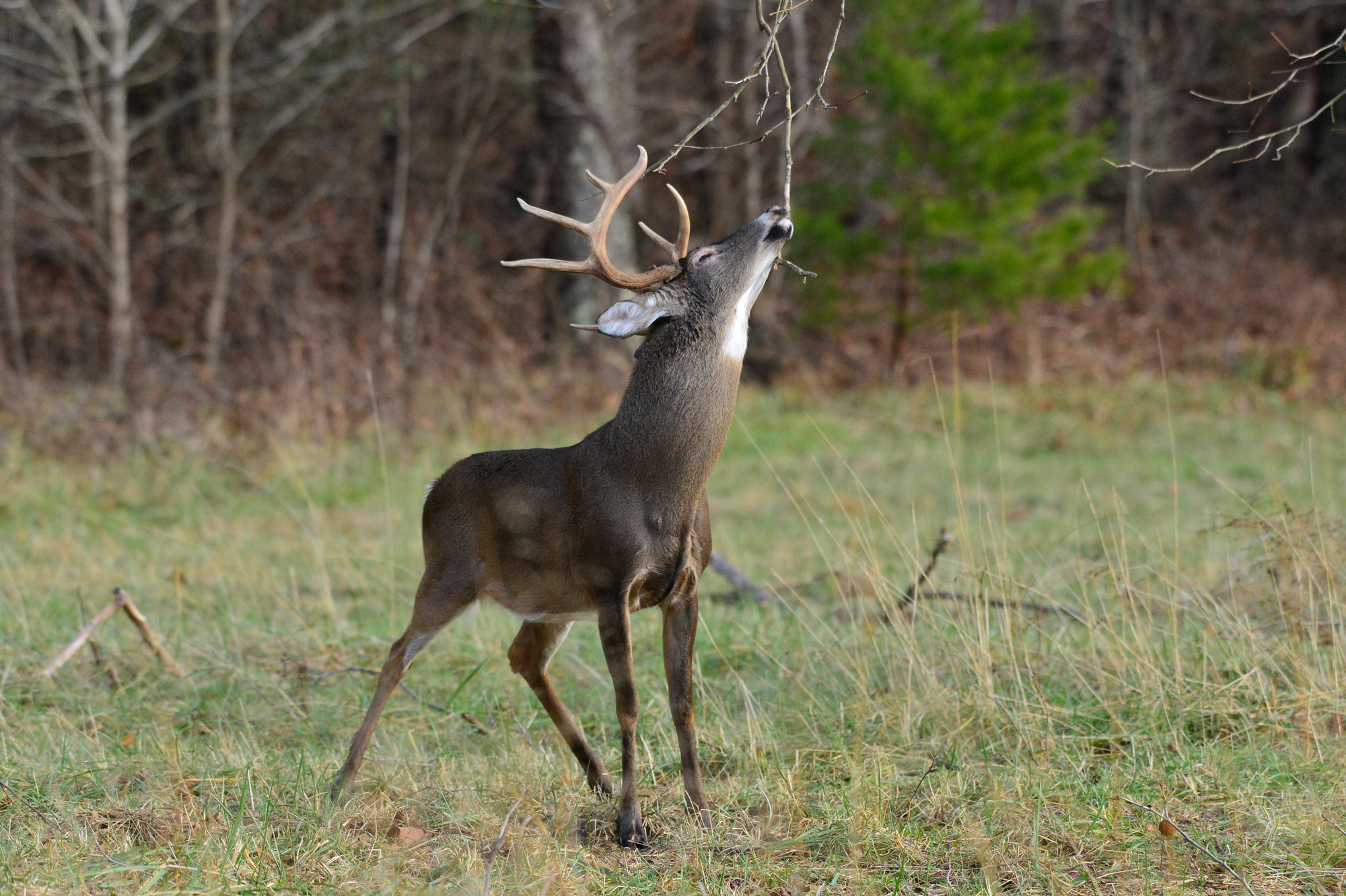 Bucks lick tree branches, which is one way deer become infected with CWD.