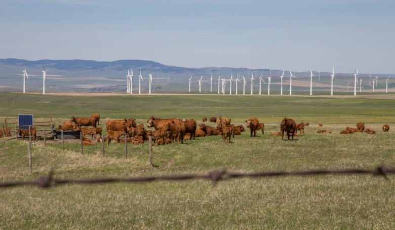 In this file photo, cattle graze in front of a wind turbine near Pincher Creek, Alta.