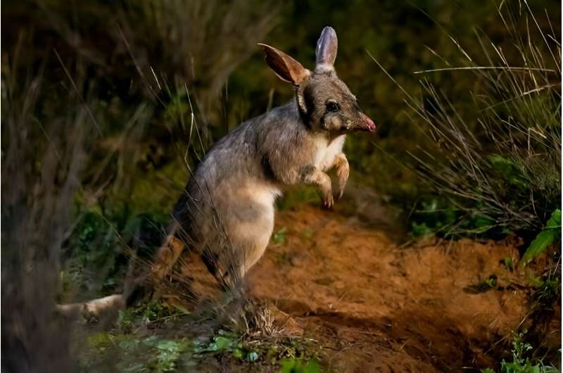 Bilbys may jump back to temperate climates, study finds