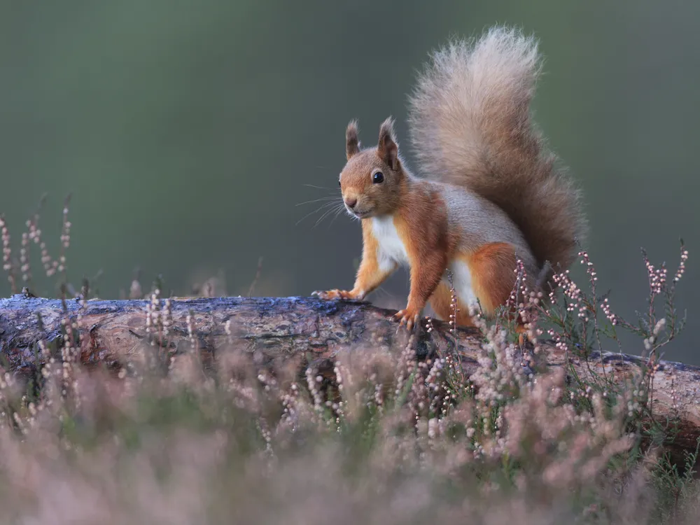 Medieval squirrels and humans may have spread leprosy back and forth