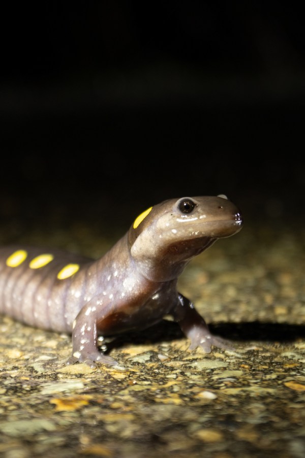 How I found 100 spotted salamanders in one night