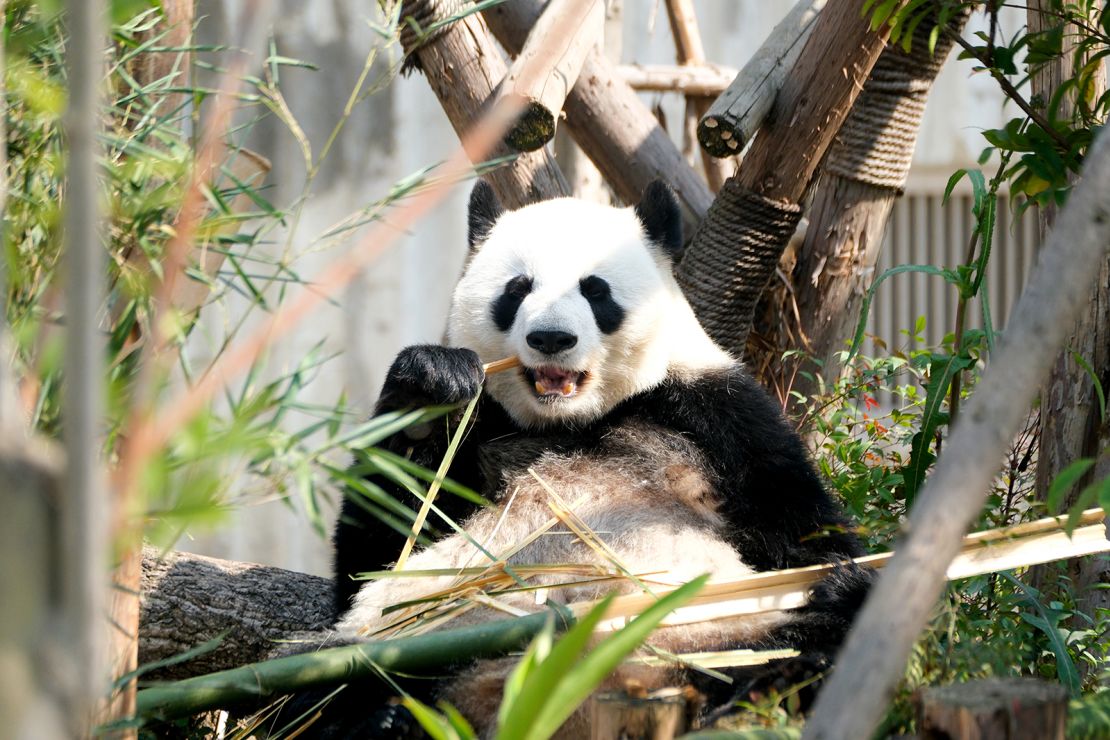 A panda is basking in the sun at the Chengdu Research Base of Giant Panda Breeding.