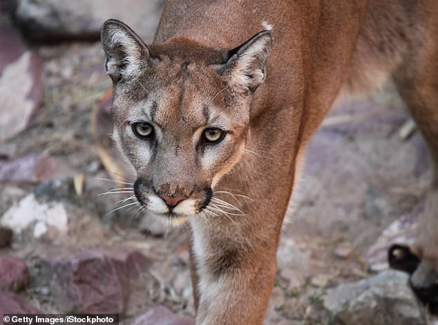The first mountain lion attack in two decades occurred just a few months ago, in March 2024.  .