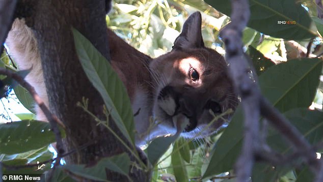 The mountain lion can be seen on video resting peacefully in an avocado tree near Woodlake Avenue and Mariano Street around 2 p.m.