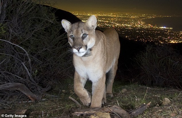 Scientists estimate California's mountain lion population is far lower than they expected.Officials concluded the total mountain lion population was 3,200-4,500, thousands fewer than expected