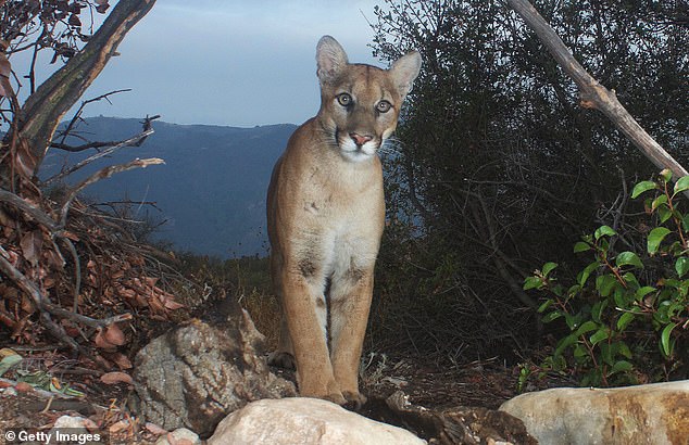 According to the California Department of Fish and Wildlife (CDFW), the number of cougars in California is approximately 6,000.