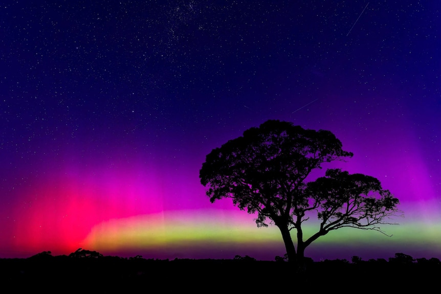 Yellow and pink aurora seen behind a lone silhouetted tree in an open landscape