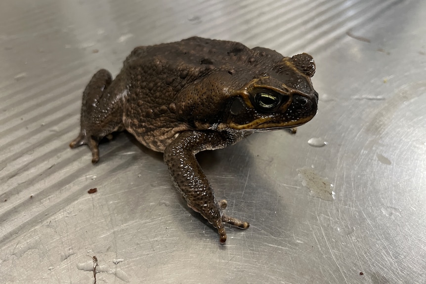 Cane toad image on metal surface.