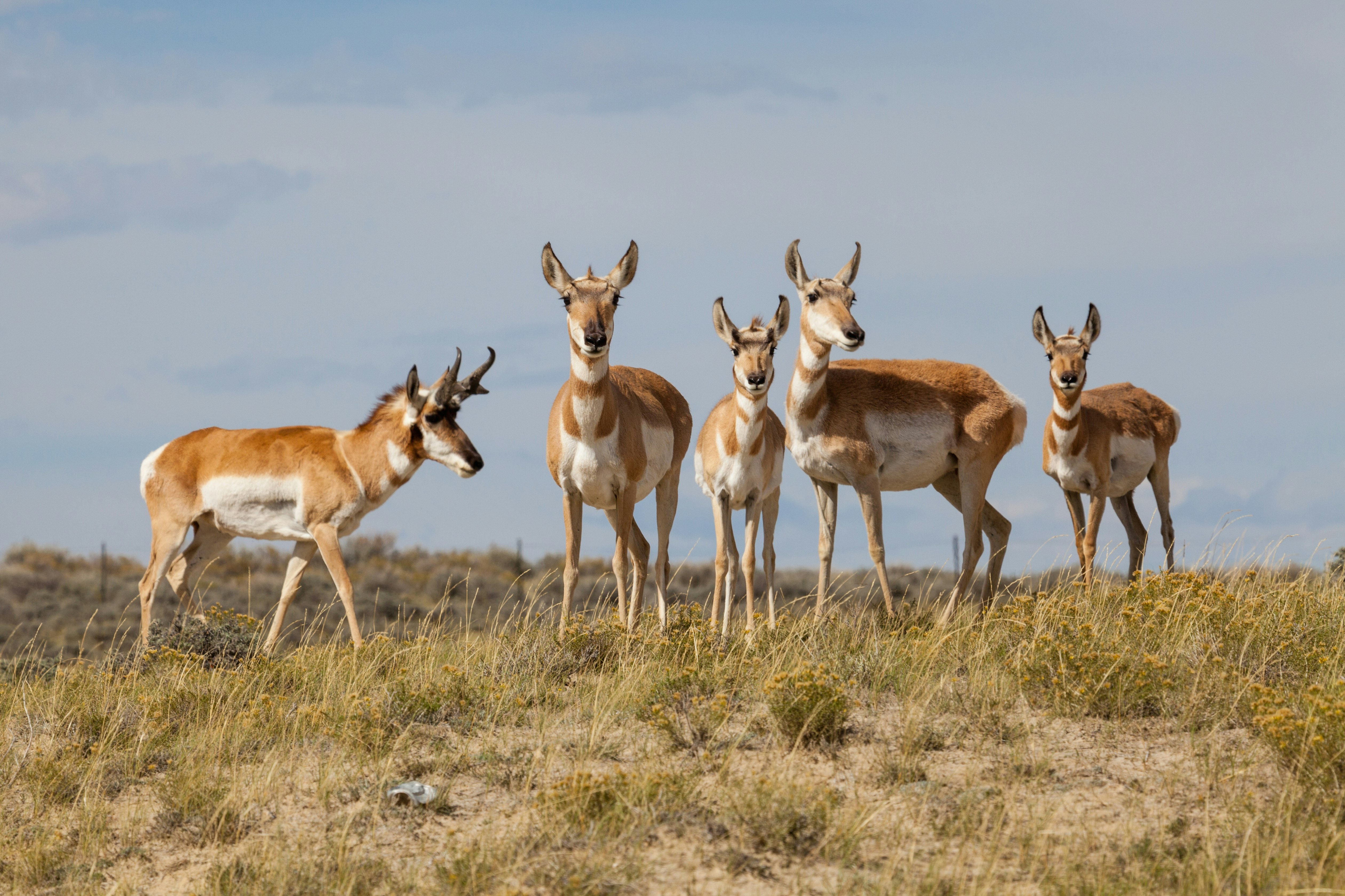 A herd of Wyoming pronghorns.