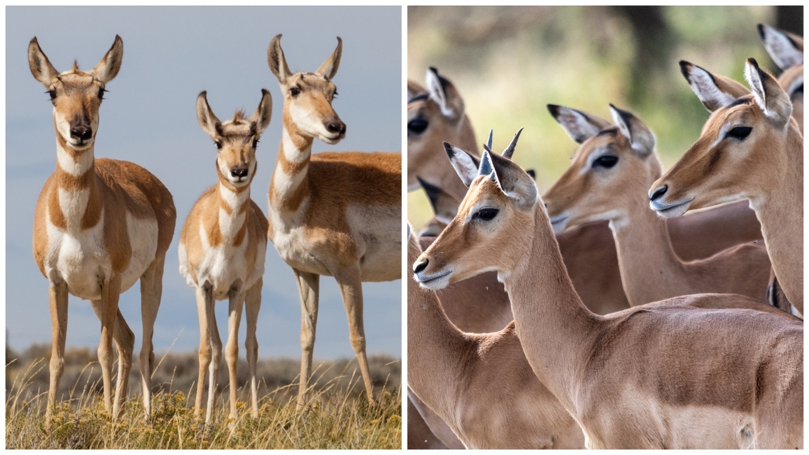 Wyoming pronghorn (left) and African antelope (right).