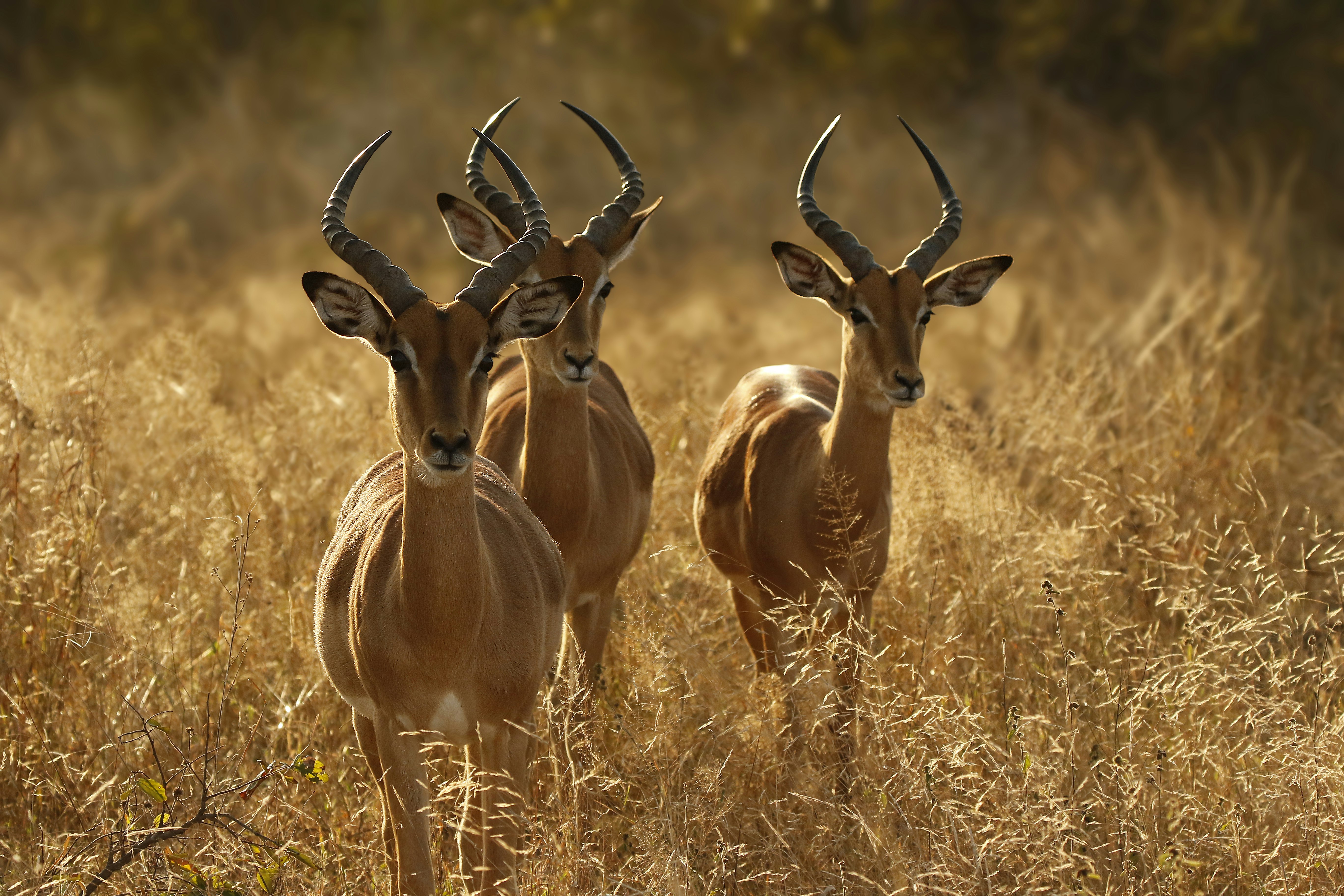Africa's impala is an antelope, quite different from Wyoming's pronghorn.