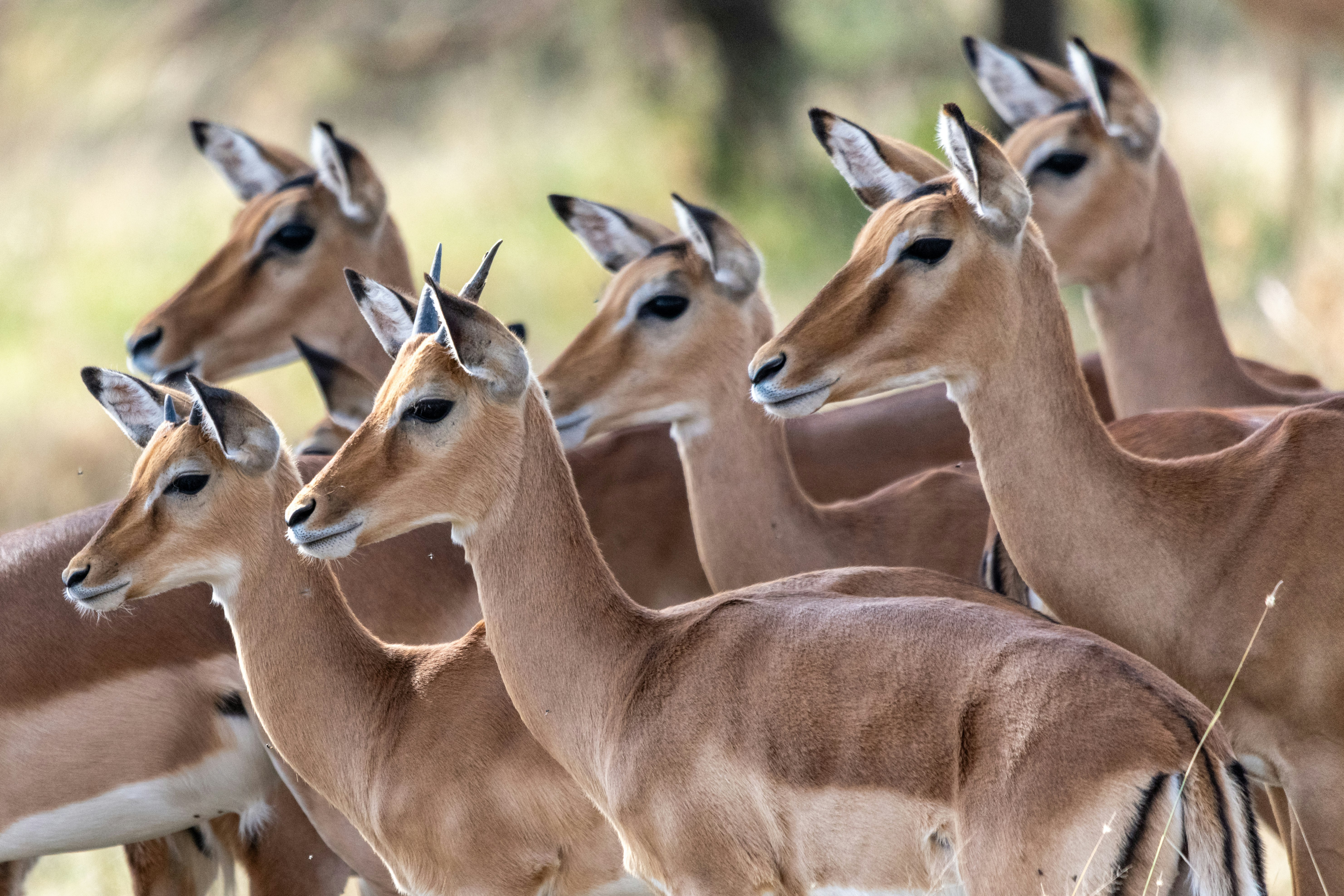 Africa's impala is an antelope, completely different from Wyoming's pronghorn.