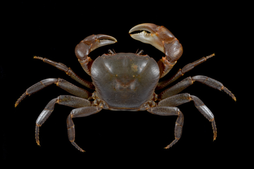 Researchers say the shape of the crab's mouth and ridges on its carapace, or body, set it apart from other species.