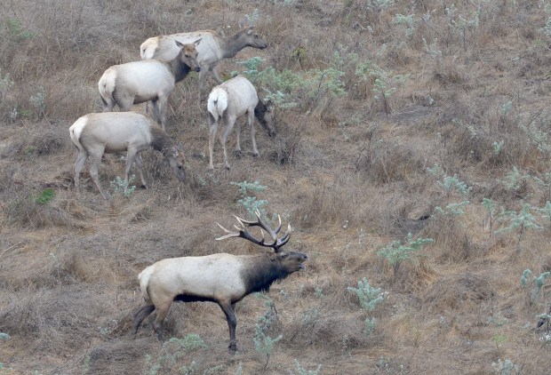 Tule elk graze at Point Reyes National Seashore's Tomales Point Preserve on Thursday, Sept. 5, 2019.