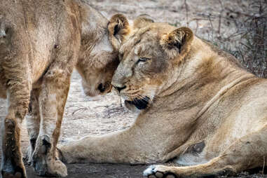 Lion nuzzling in Gir National Park, India