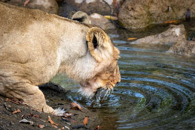 Lion drinks from a pool in Gir National Park, India