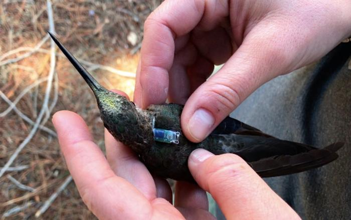A southern giant hummingbird is fitted with a geolocation backpack in the Valparaíso region of Chile