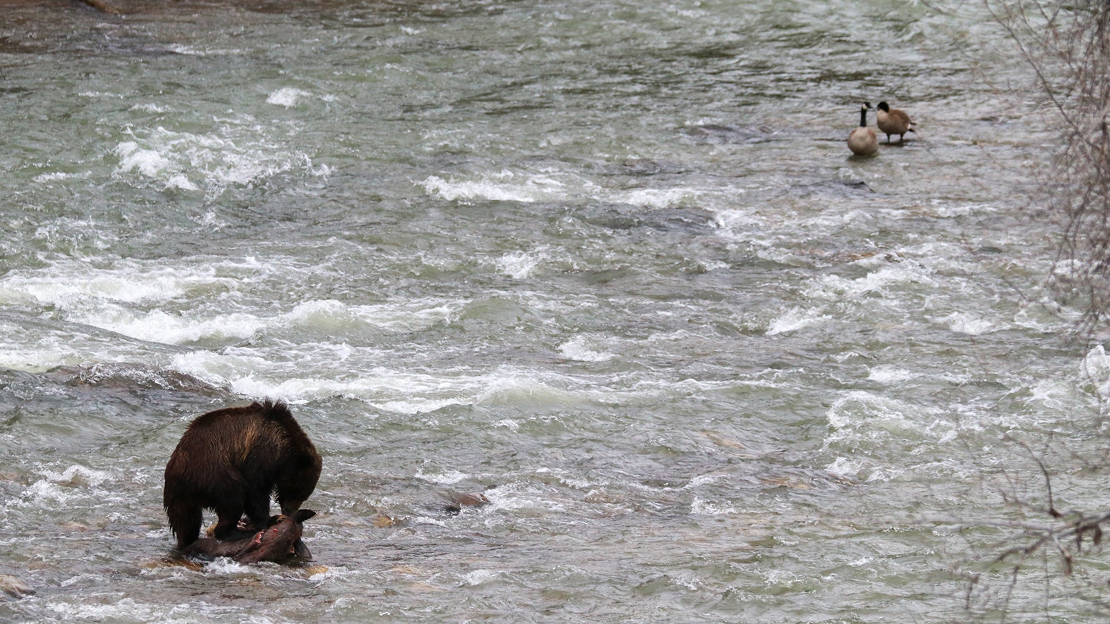 A young male grizzly bear devoured a large game carcass he found in the middle of the Hoback River. Luckily for him, no other grizzlies showed up to try and steal it.