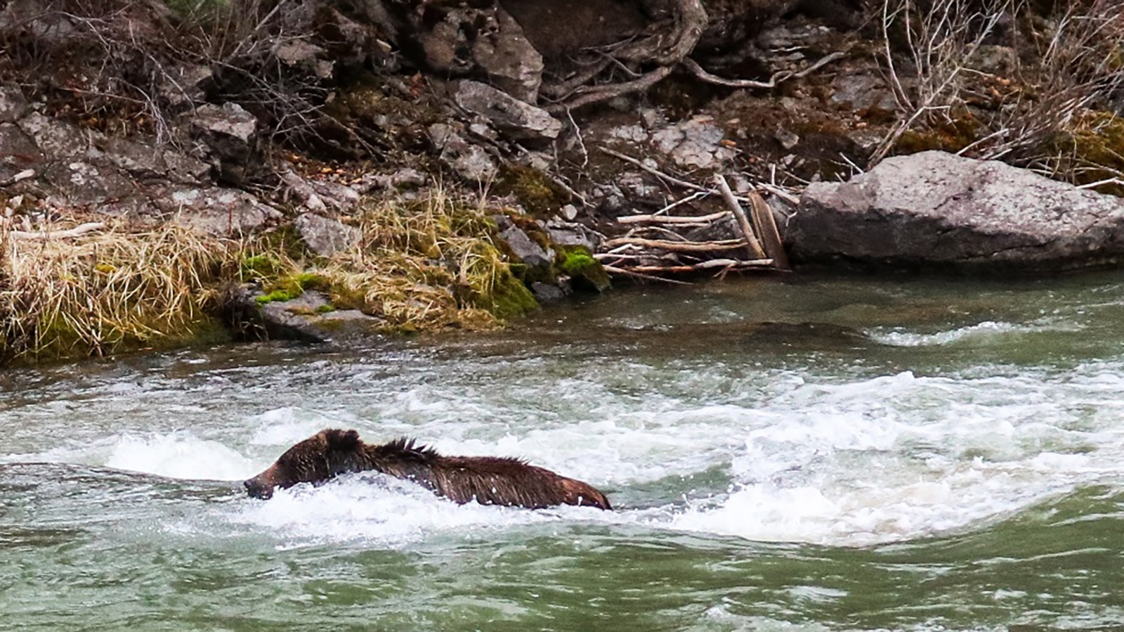 A young male grizzly bear swam upstream in the Hoback River near Pinedale, feasting on a large prey carcass in the middle of the river before returning to shore.