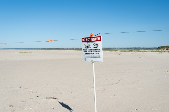 Beach closed to plovers
