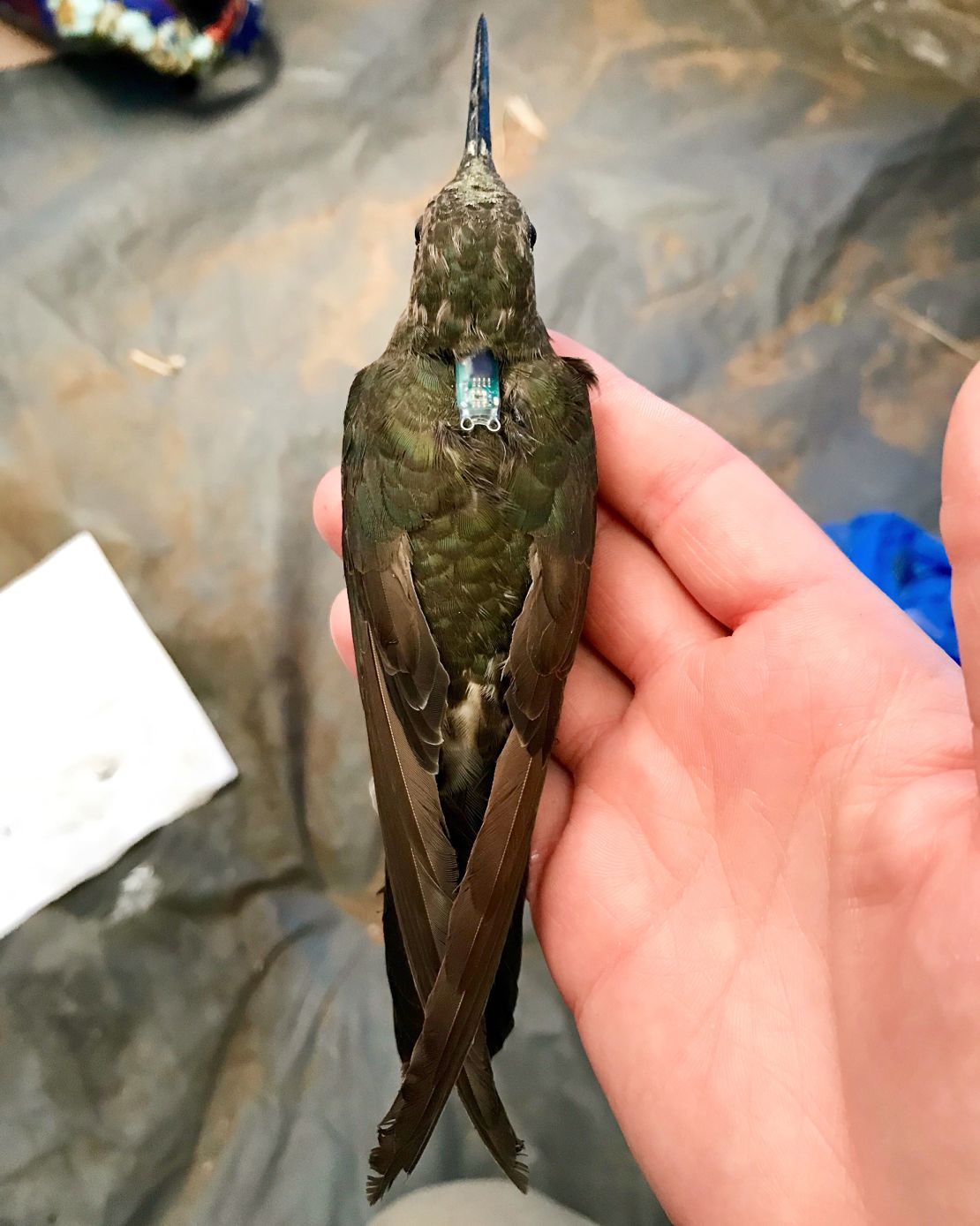 A southern giant hummingbird in central Chile is equipped with a tiny geolocation tracking device like a backpack.