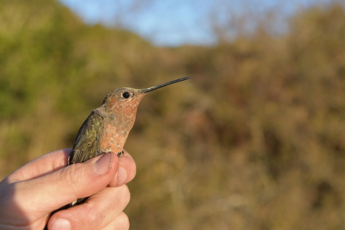 A southern giant hummingbird prepares to take off.