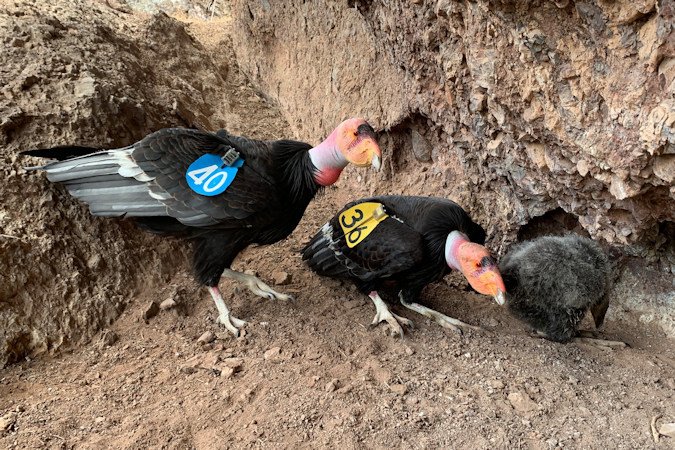 California condor No. 340, aka Kun-Wac-Shun  who hatched at the Oregon Zoos Jonsson Center for Wildlife Conservation in 2004  perches with his mate, condor No. 236, and their chick in a nest at Pinnacles National Park, in 2020.