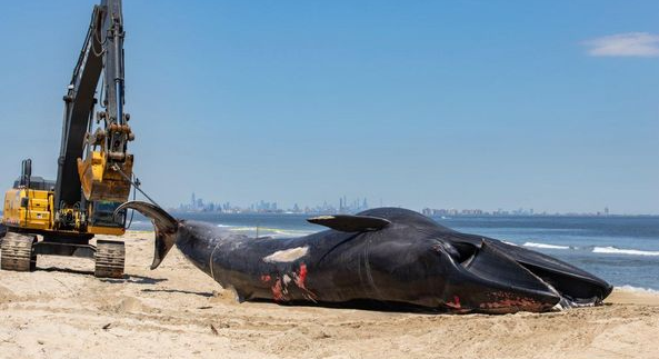 50,000-pound endangered whale found dead on bow of cruise ship docked in Brooklyn