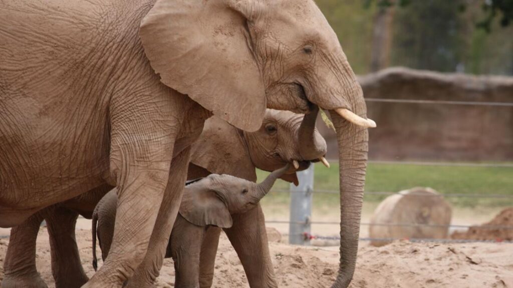 At two months old, Tucson's baby elephant loves to scratch and play, and now she has a name