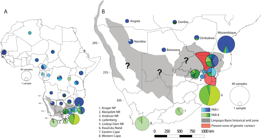 Map showing the distribution of two mitochondrial lineages on the African continent