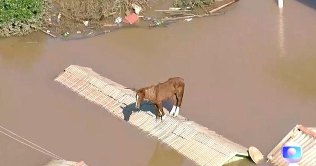 Caramelo, a horse rescued from a roof during Brazilian floods, brings encouragement to troubled country