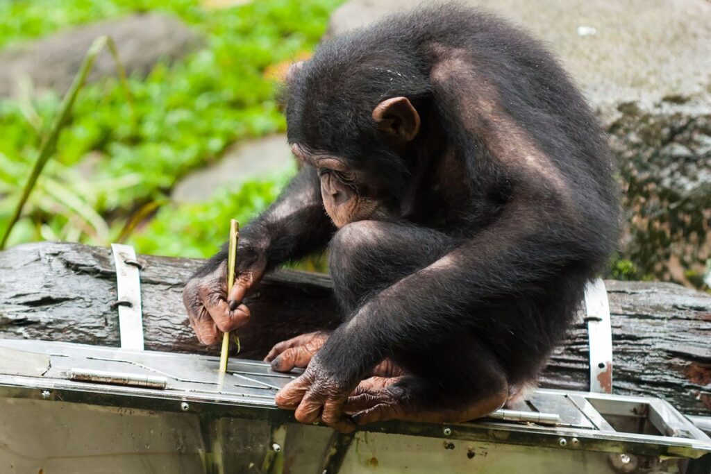 Chimpanzees continue to learn tool use even into adulthood, study finds
