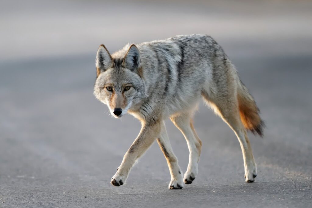Coyote found in Agavan tests positive for rabies