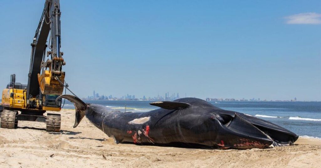 Cruise ship arrives at New York port and catches the carcass of a 44-foot-tall endangered whale on its bow