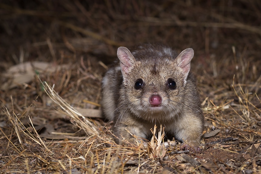 DNA editing could make northern quolls resistant to cane toads and potentially avoid extinction