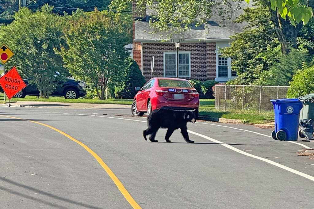 Development: Bear spotted in North Arlington community ARLnow.com