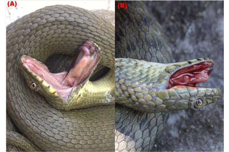 Dice snakes found to be using multiple techniques to more effectively fake their own deaths