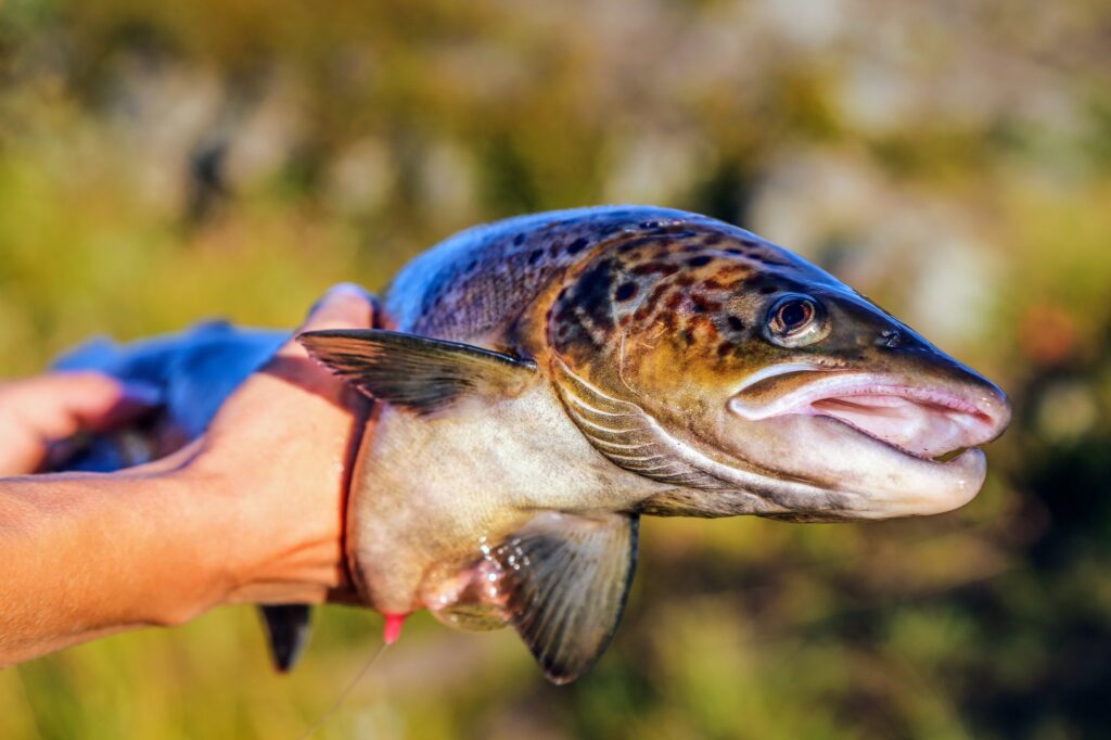 Early fishing season actually changes genetic evolution of Atlantic salmon body size