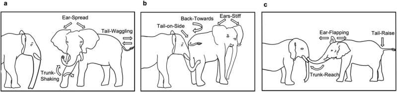 Elephants use gestures and vocal cues to greet each other, study reports
