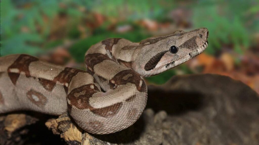 Explore Costa Rica’s Python Kingdom