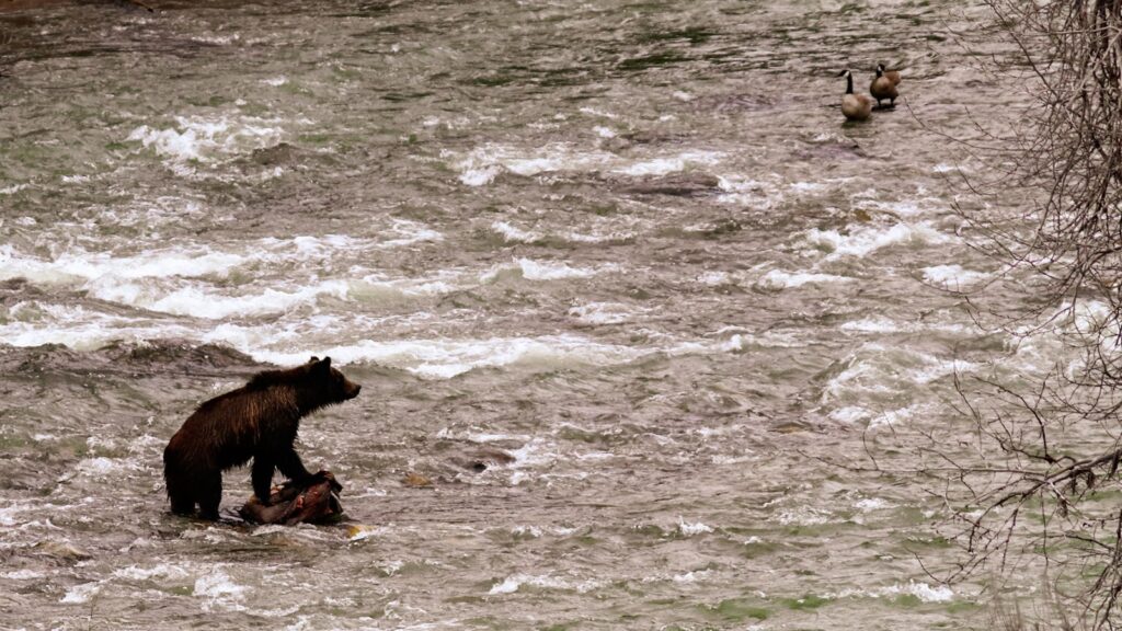 Fearless Wyoming grizzly bear rushes through rapids after devouring carcass in river