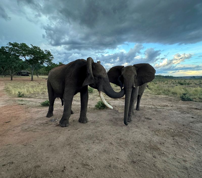 The male savannah elephant Doma and the female savannah elephant Kariba engage in greeting behavior at Jafuta Reserve