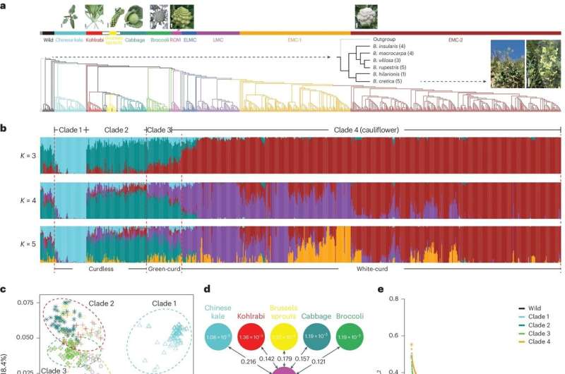 Genetic study of cauliflower reveals its evolutionary history