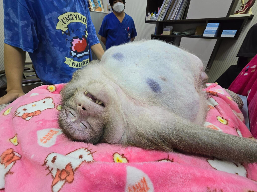 Godzilla, the fattest monkey in the world, ate himself to death