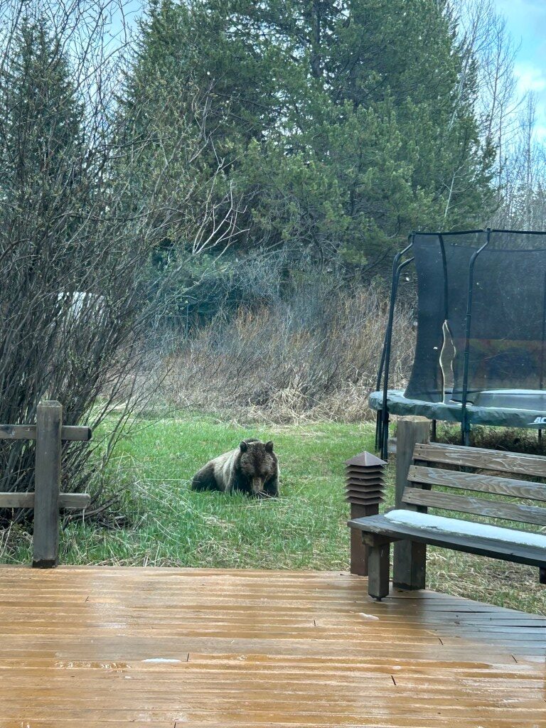 Grizzly bear spotted in Aspens on Tuesday