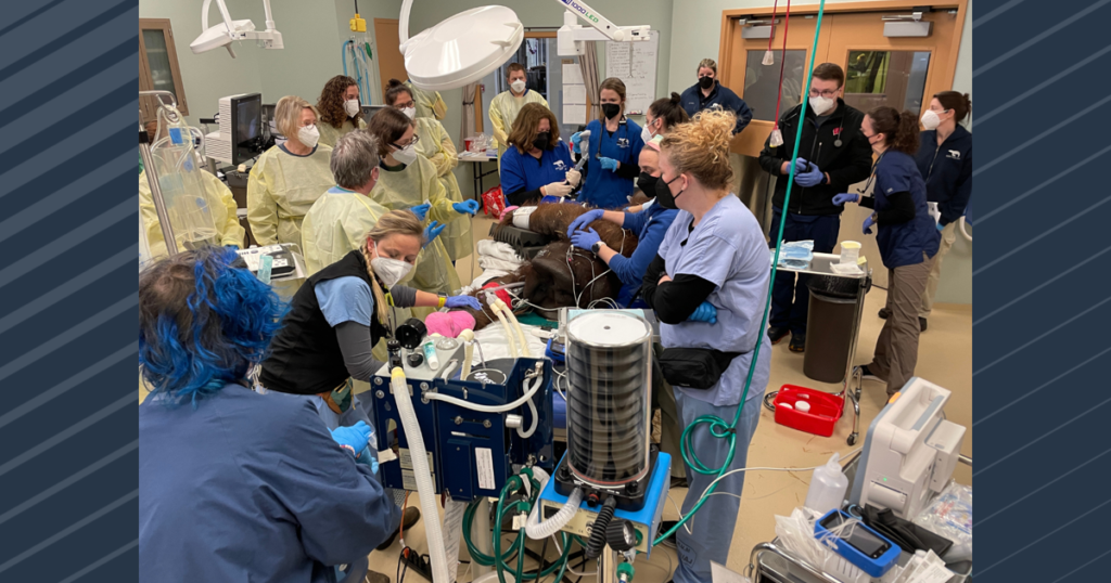 Henry Vilas Zoo performs surgery on orangutan as part of Great Ape Heart Project
