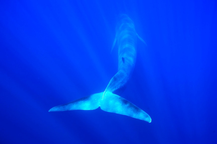 Japan proposes to start killing fin whales, reigniting debate over whale meat and cultural traditions
